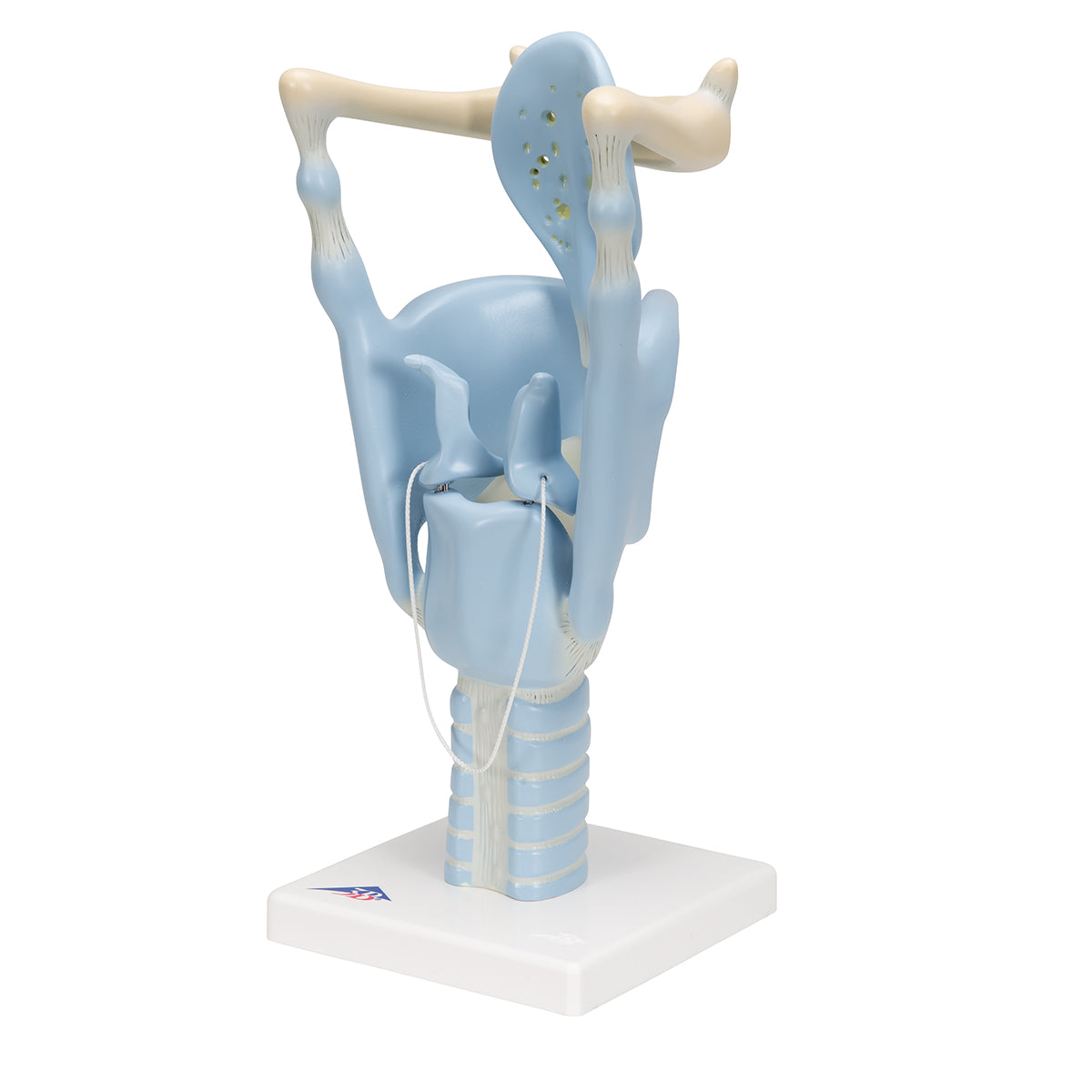Functional Human Larynx Model - 3 Times Full-Size