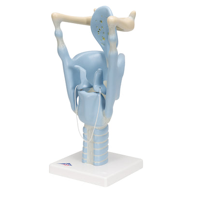 Functional Human Larynx Model - 3 Times Full-Size