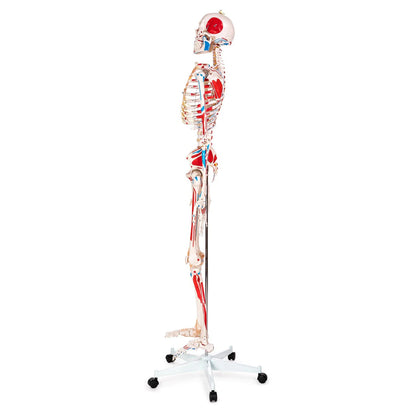 Budget Skeleton Model with Muscles and Ligaments - 