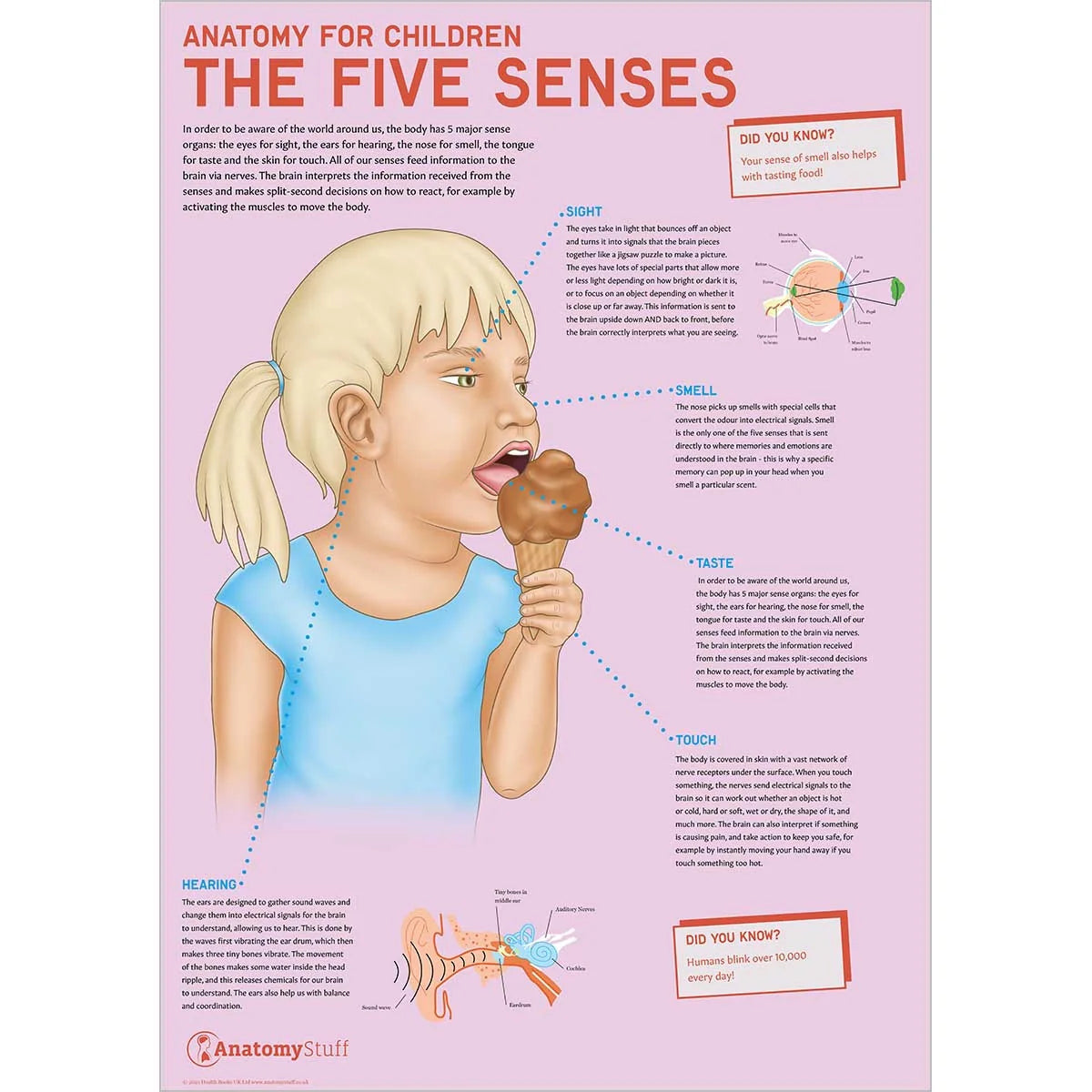 Primary School Anatomy Collection - 