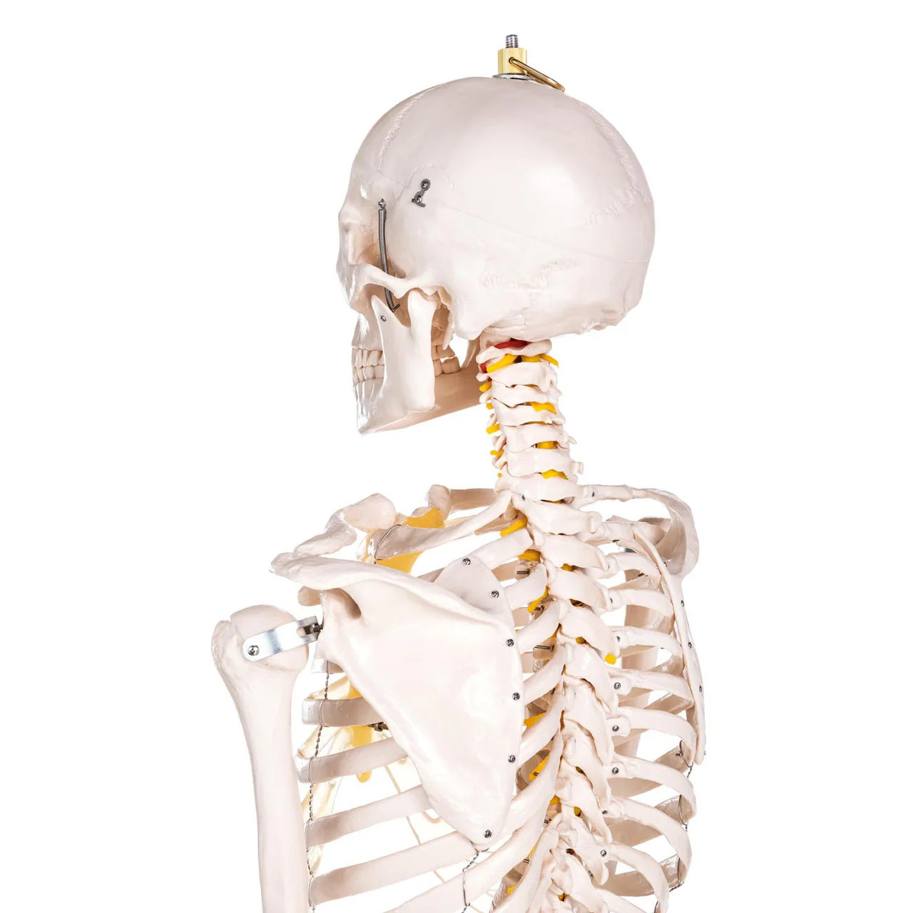 Budget Life-Size Skeleton Model - 