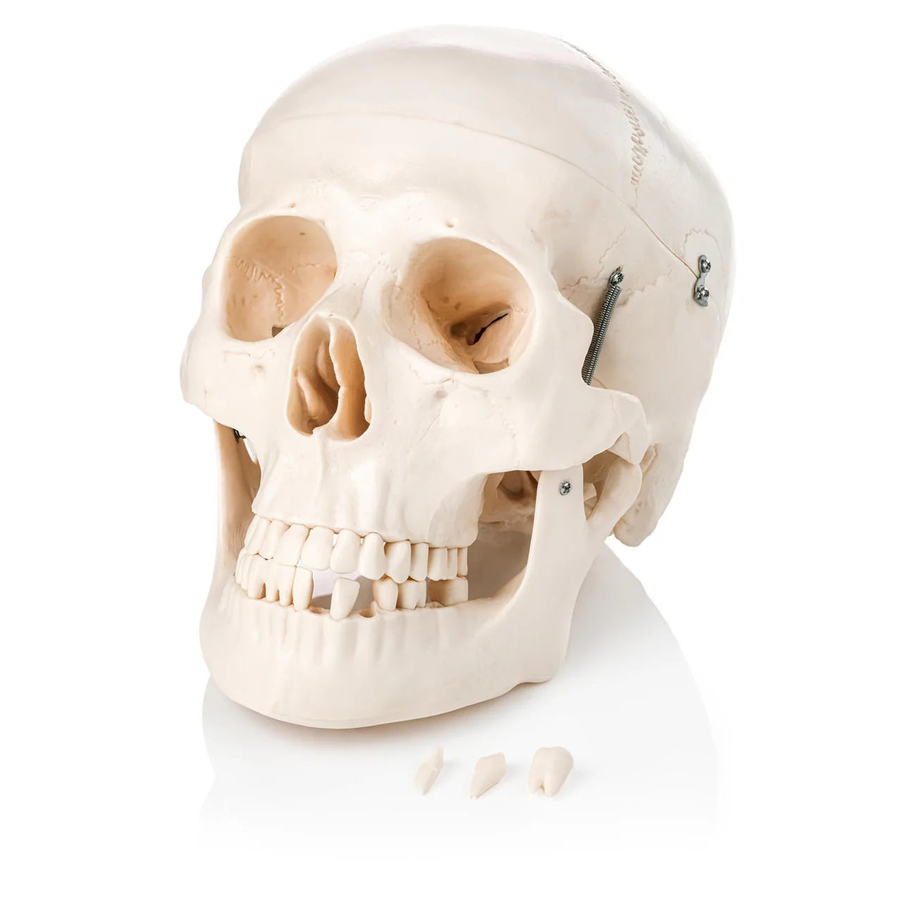 Human Skull Model (3 Part) - 