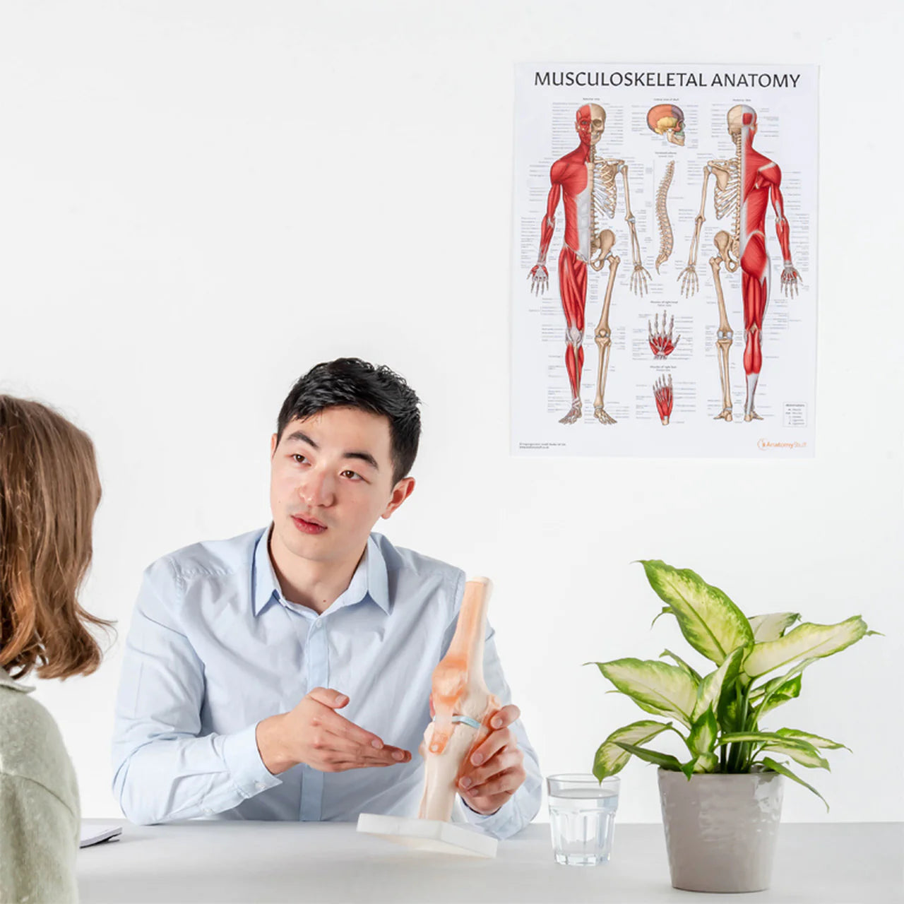 Joint Model Set (5 part) - 