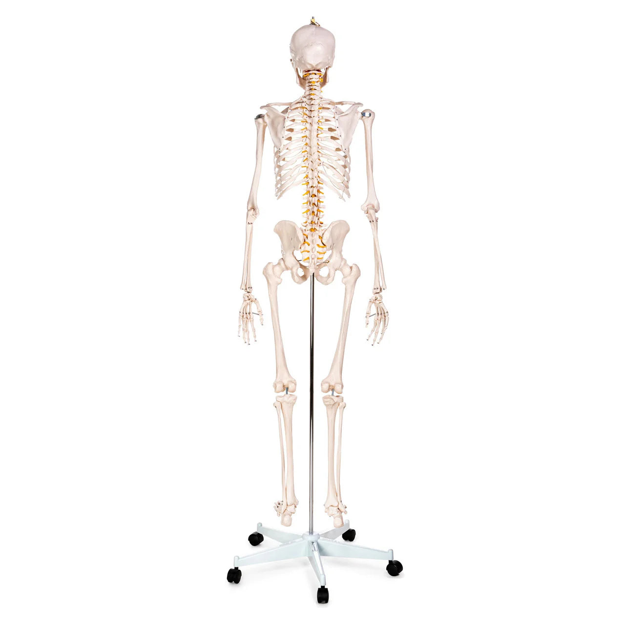 Budget Life-Size Skeleton Model - 