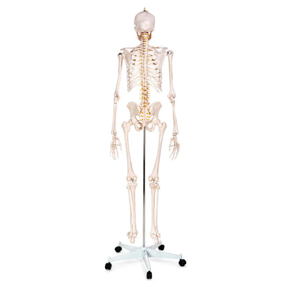Budget Life-Size Skeleton Model - 