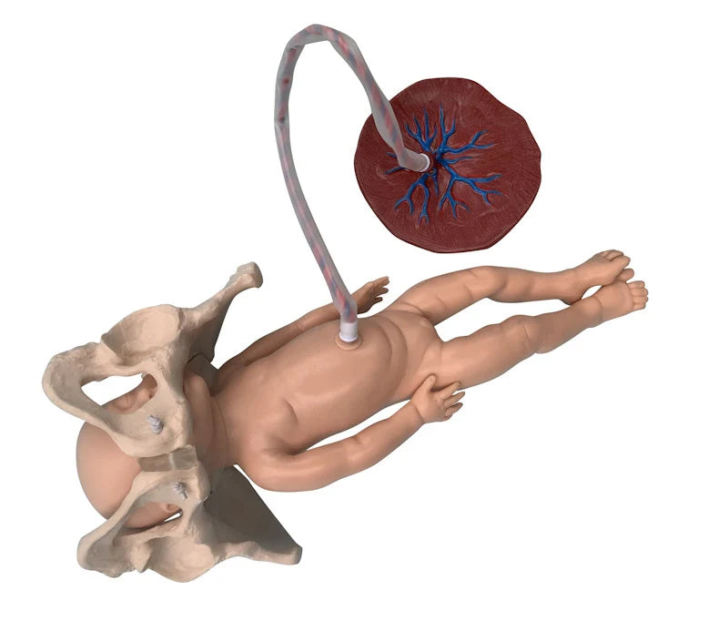 Childbirth Model Set (Pelvis, Foetal Doll and Placenta) - 