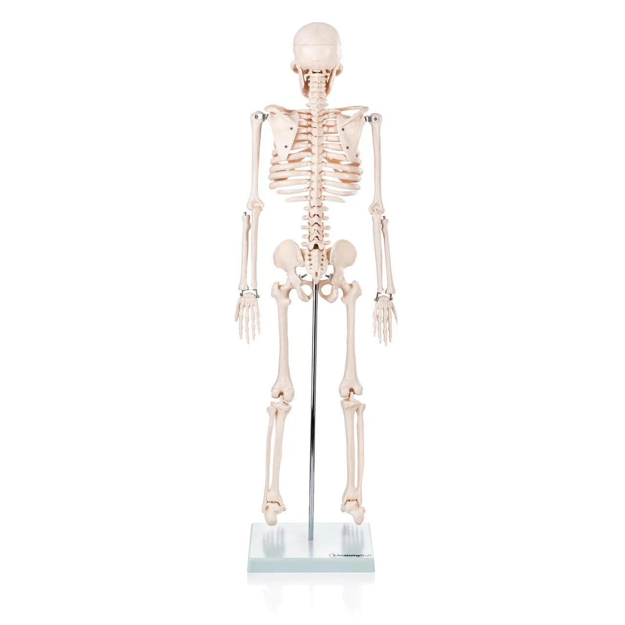 Budget Half Size Skeleton Model - 