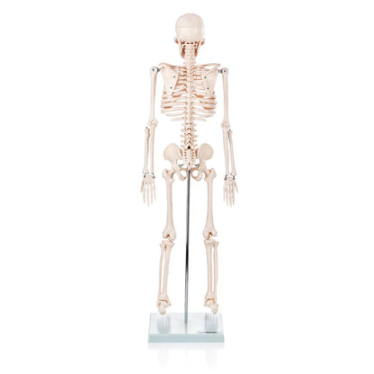 Budget Half Size Skeleton Model - 