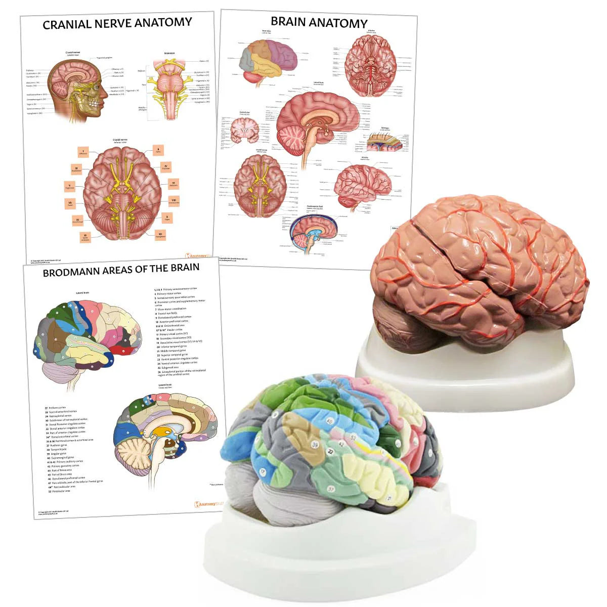 Brain Anatomy Collection – Medisave UK