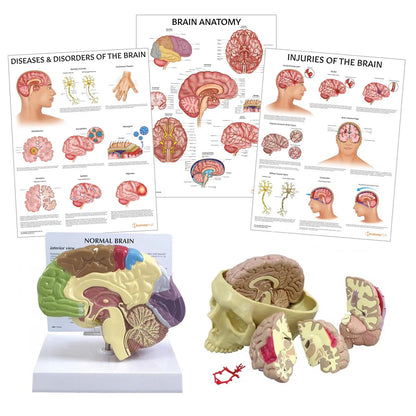Brain Anatomy & Pathology Collection - 