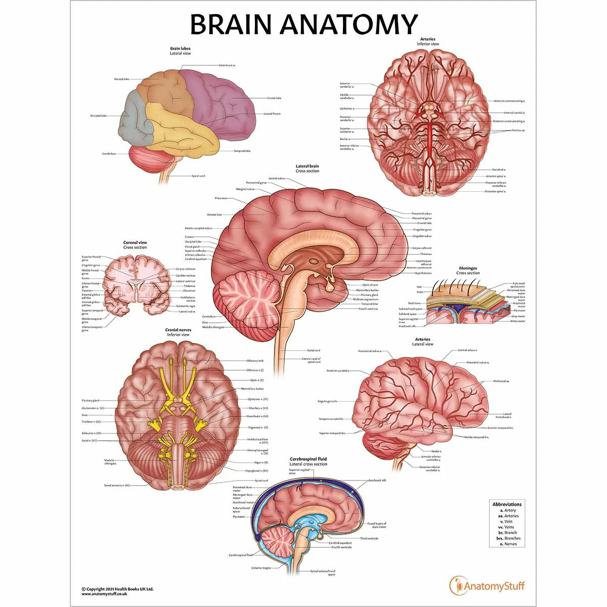 Brain Pathologies Brain Anatomy & Pathology Collection – Medisave UK
