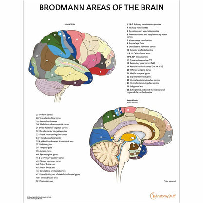 Brain Anatomy Collection - 
