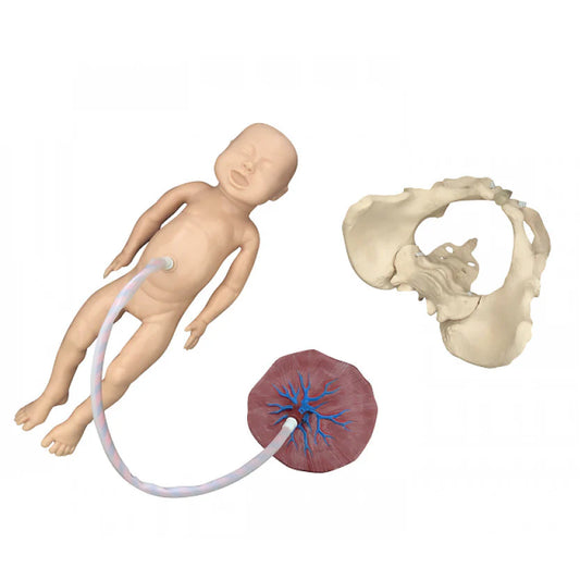Childbirth Model Set (Pelvis, Foetal Doll and Placenta) - 
