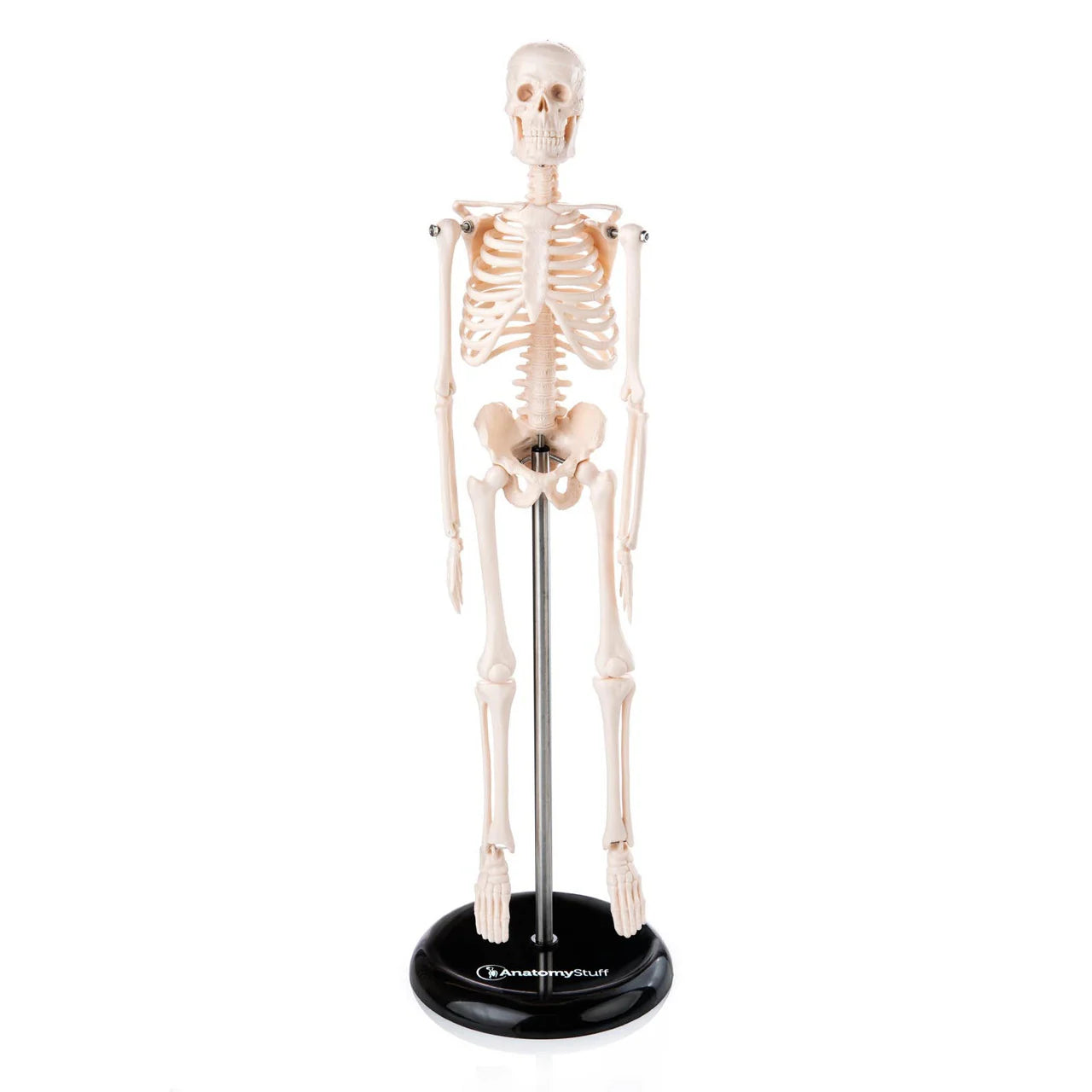 Budget Desktop Mini Skeleton Model - 