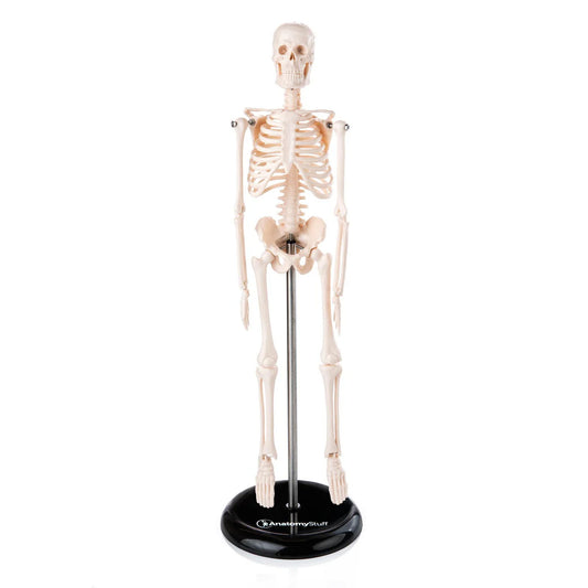 Budget Desktop Mini Skeleton Model - 