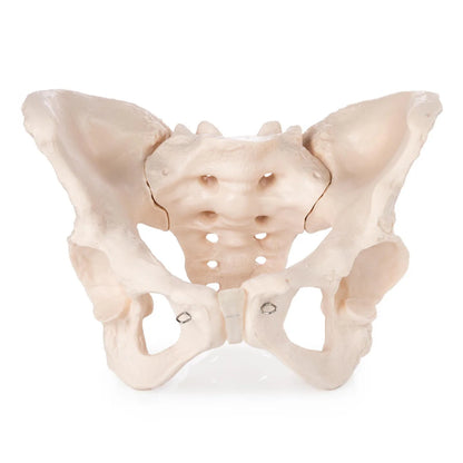 Budget Female Pelvis Model - 