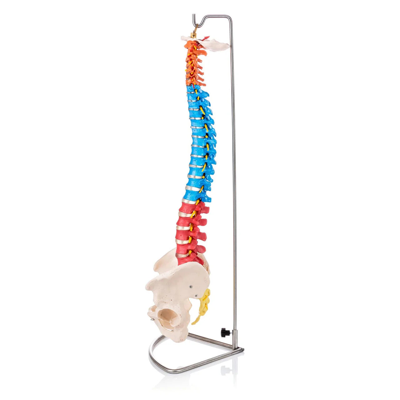Budget Flexible Didactic Spine Model with Pelvis - 