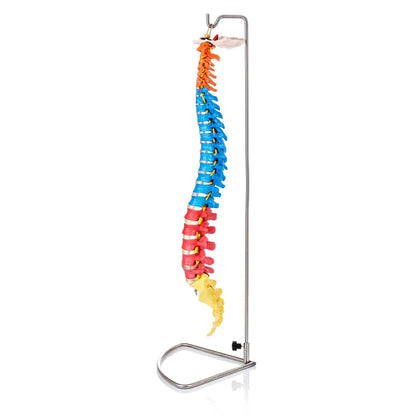 Flexible Didactic Spine Model - 