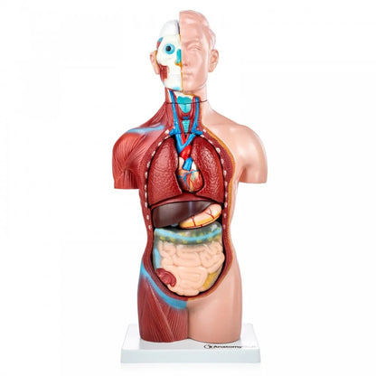 Primary School Anatomy Collection - 