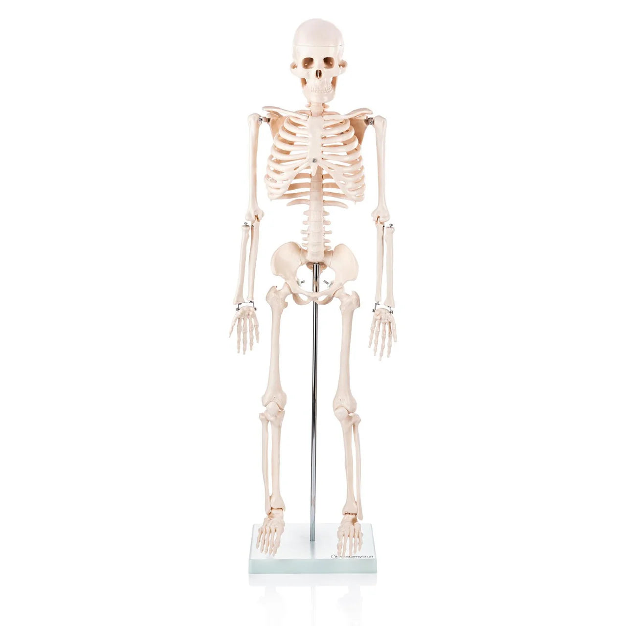 Budget Half Size Skeleton Model - 