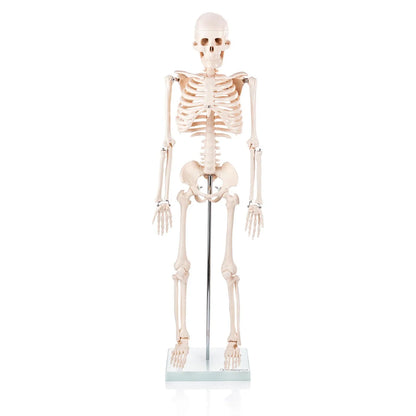 Budget Half Size Skeleton Model - 