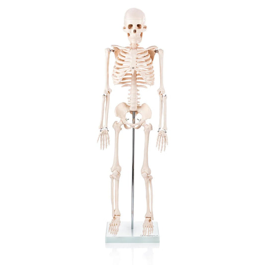 Budget Half Size Skeleton Model - 