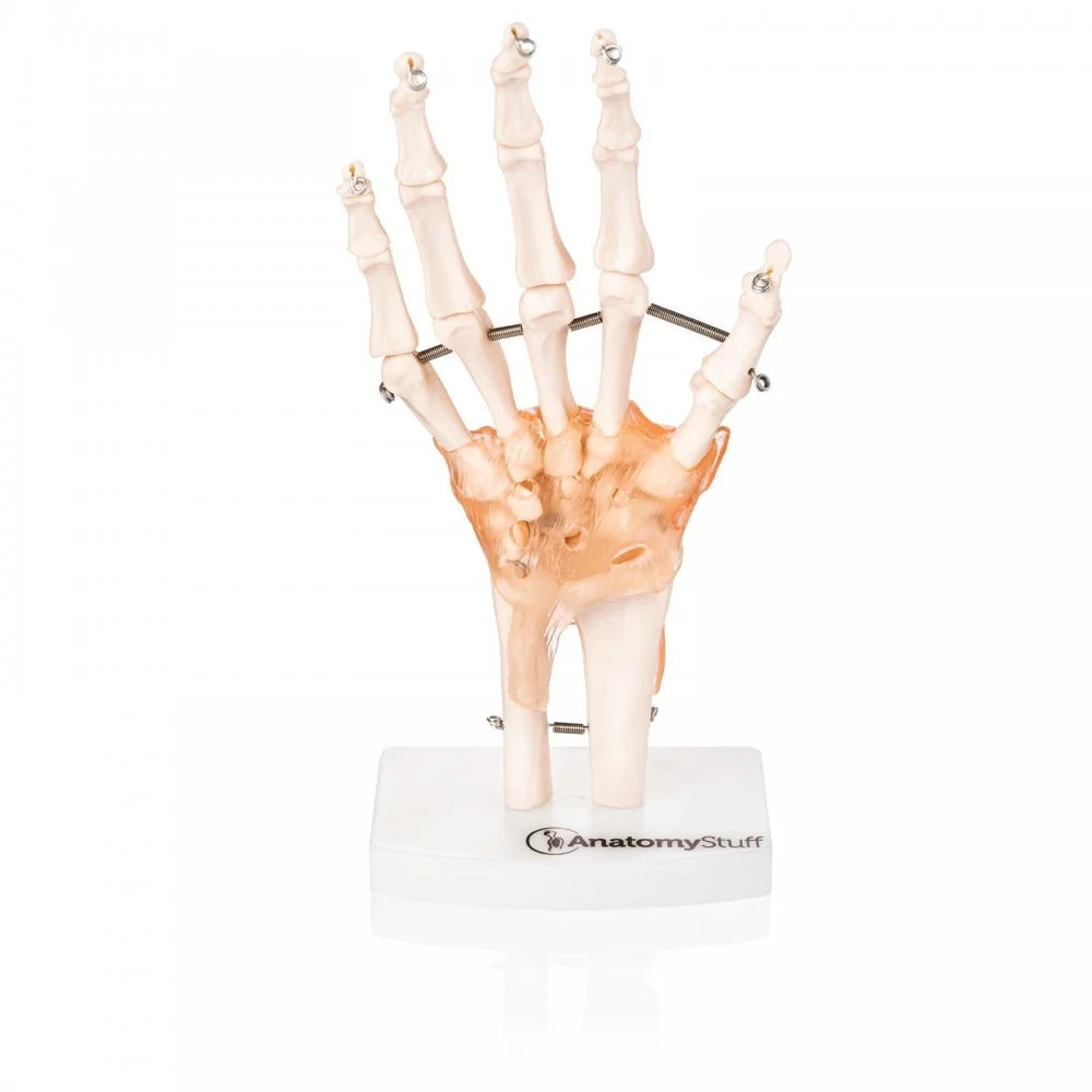 Hand & Wrist Anatomy & Pathology Collection - 