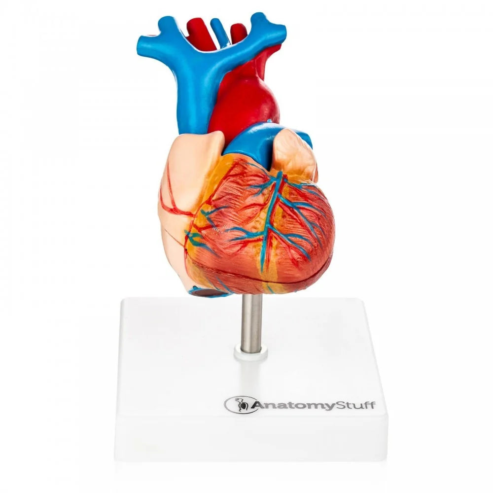 Heart Anatomy Collection - 