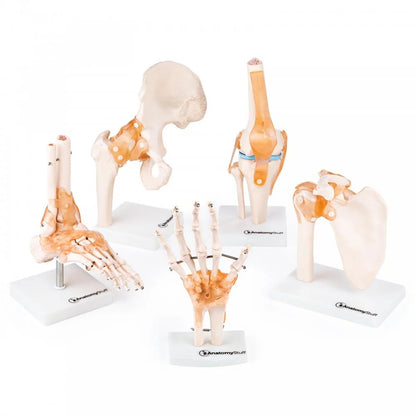 Peripheral Joint Anatomy Collection - 