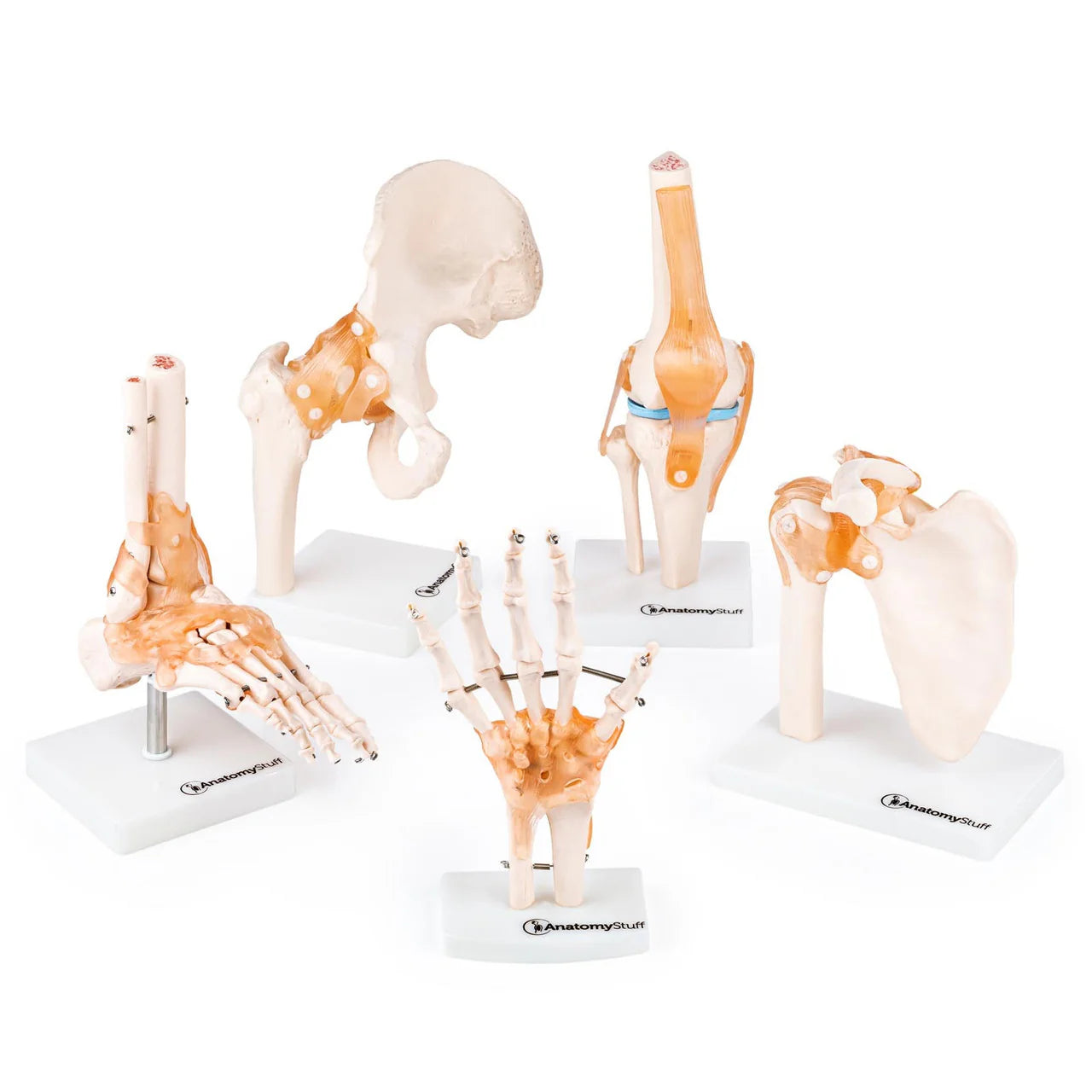 Joint Model Set (5 part) - 