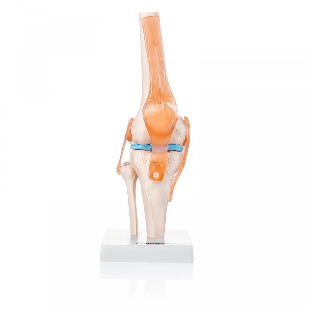 Knee Anatomy & Pathology Collection - 