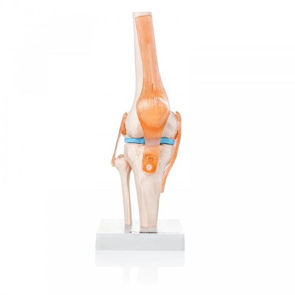 Knee Anatomy & Pathology Collection - 