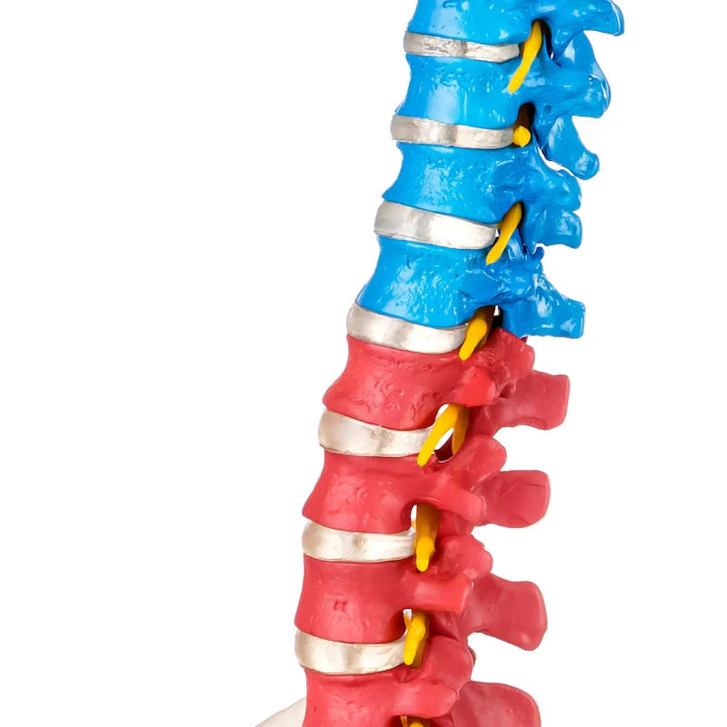 Budget Flexible Didactic Spine Model with Pelvis - 