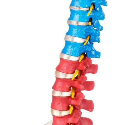 Budget Flexible Didactic Spine Model with Pelvis - 