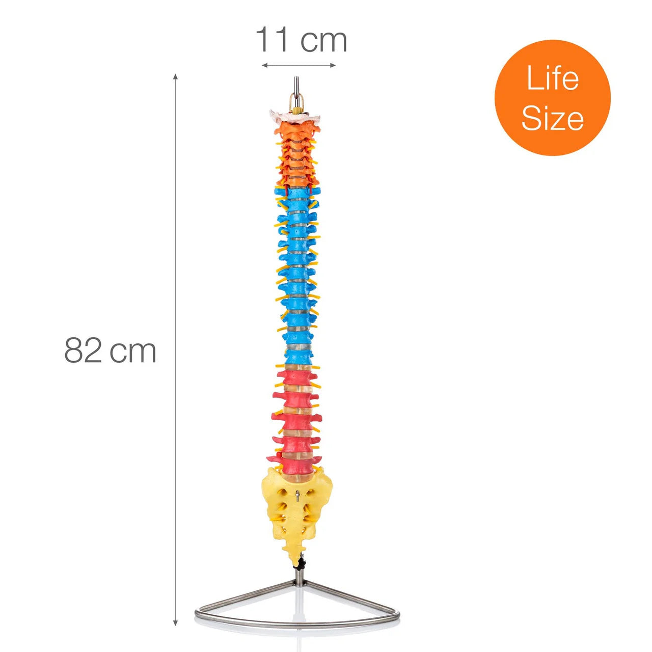 Flexible Didactic Spine Model - 