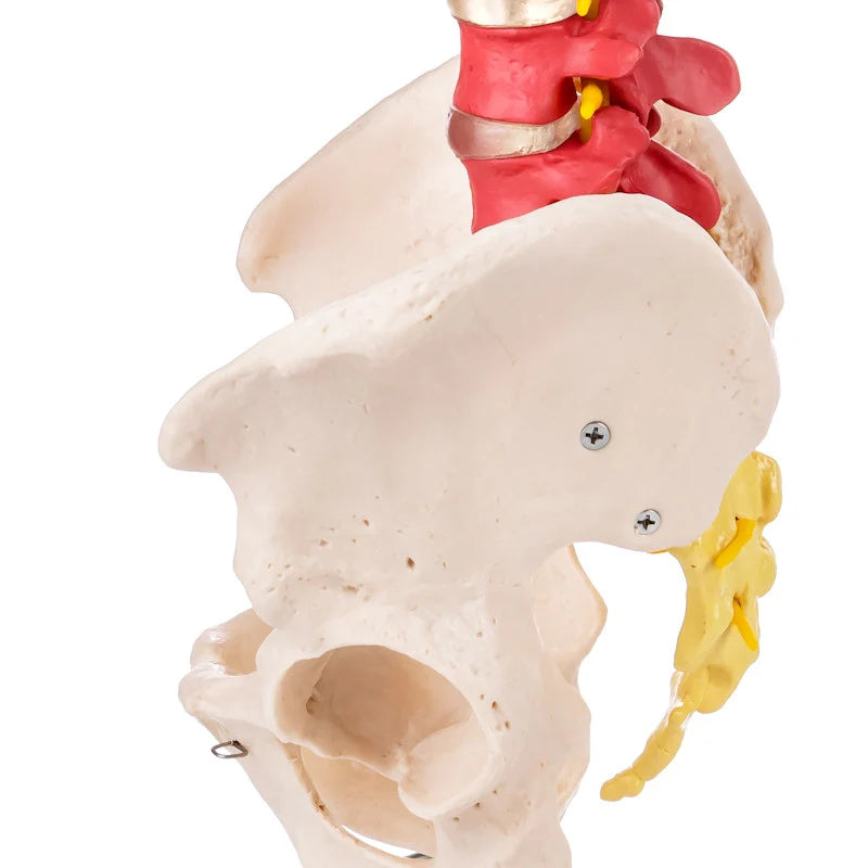 Budget Flexible Didactic Spine Model with Pelvis - 