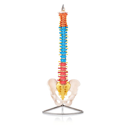 Budget Flexible Didactic Spine Model with Pelvis - 