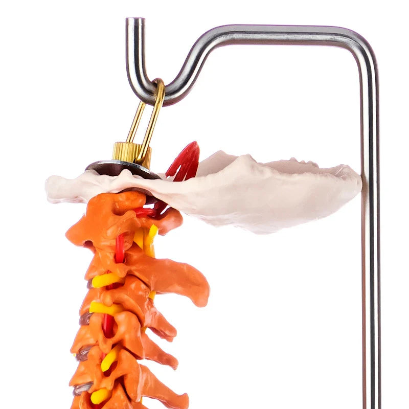 Flexible Didactic Spine Model - 