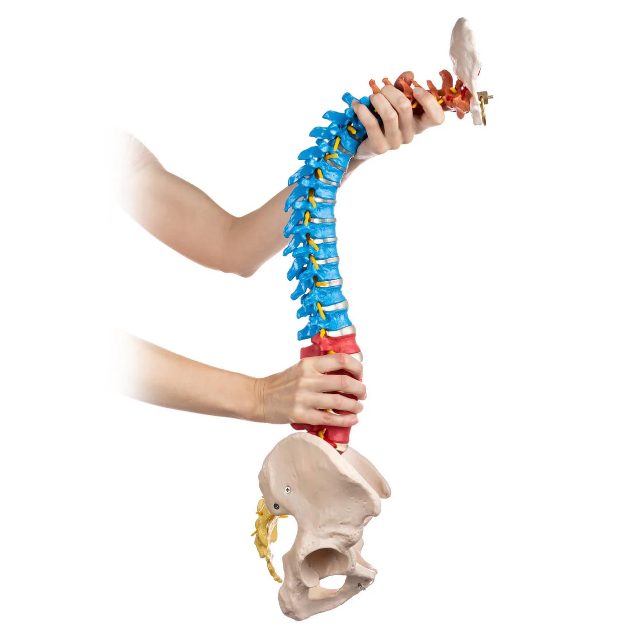 Budget Flexible Didactic Spine Model with Pelvis - 