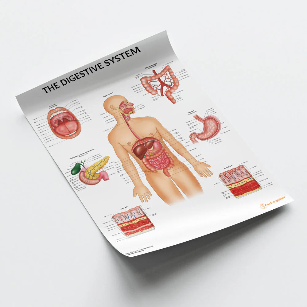 Digestive System Anatomy Chart / Poster - Laminated – Medisave UK