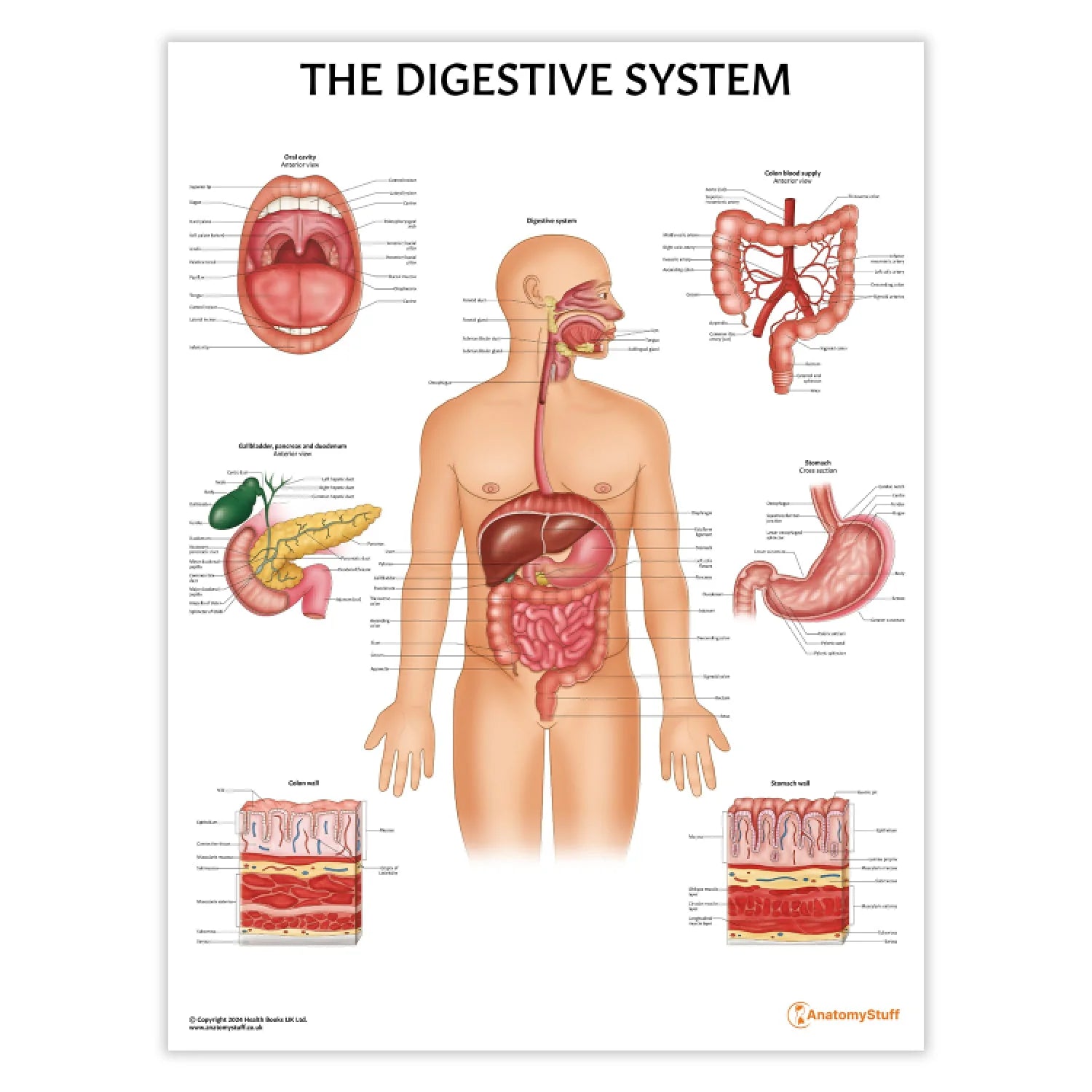 Digestive System Anatomy Chart / Poster - Laminated - 