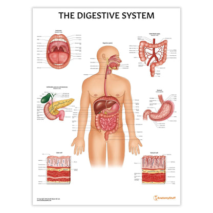 Digestive System Anatomy Chart / Poster - Laminated - 