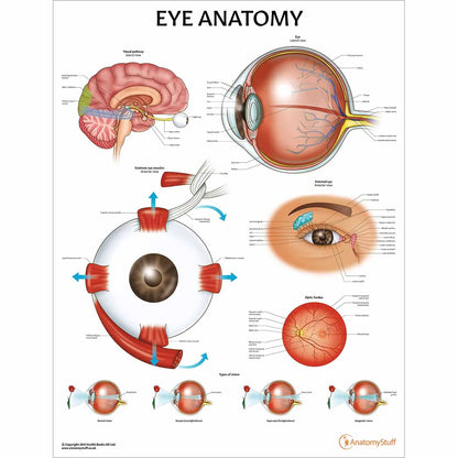 Eye Anatomy & Pathology Collection - 