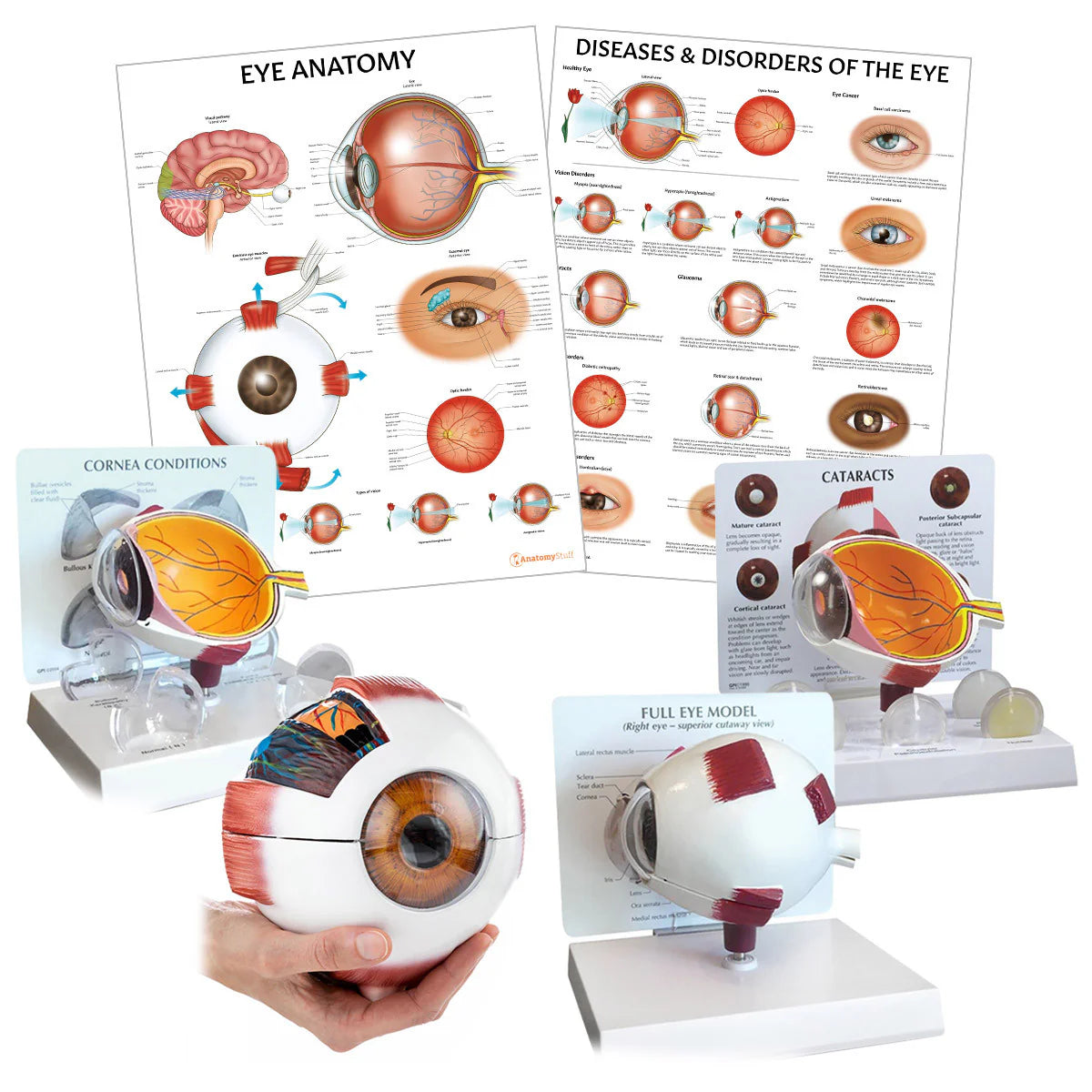 Eye Anatomy & Pathology Collection - 
