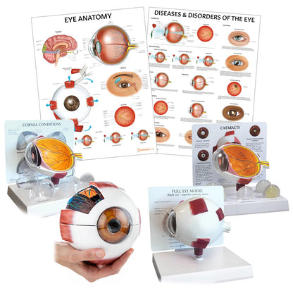 Eye Anatomy & Pathology Collection - 