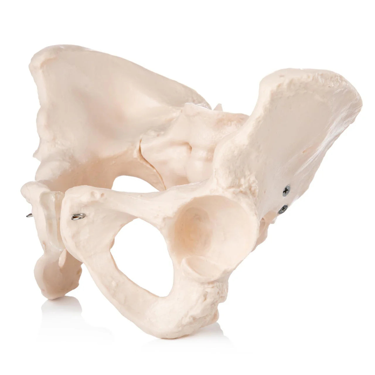 Budget Female Pelvis Model - 