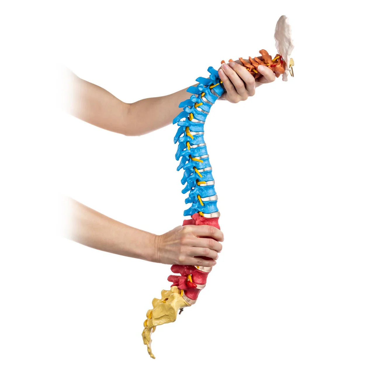 Flexible Didactic Spine Model - 