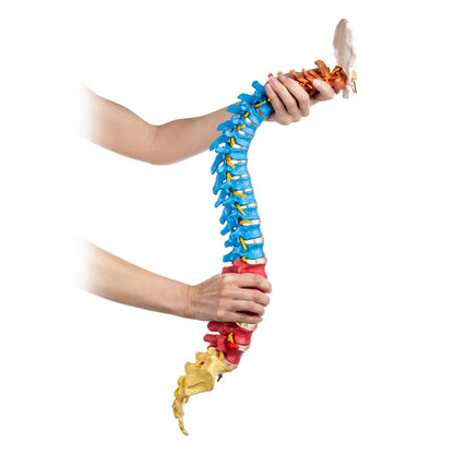 Flexible Didactic Spine Model - 