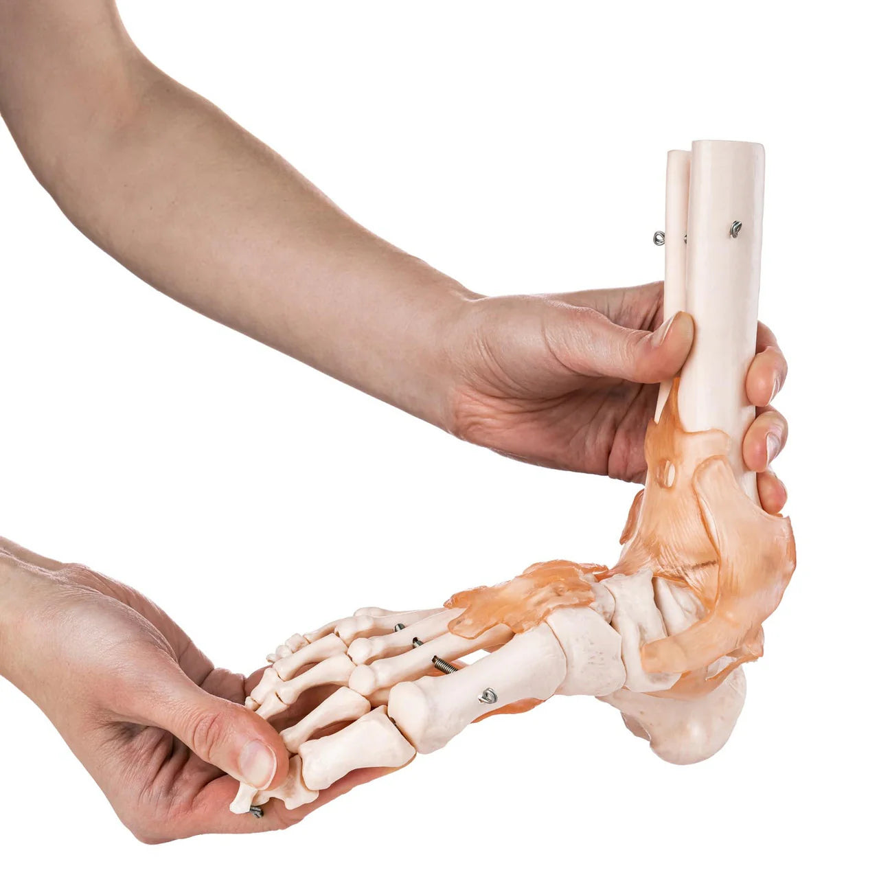 Foot and Ankle Model with Ligaments - 