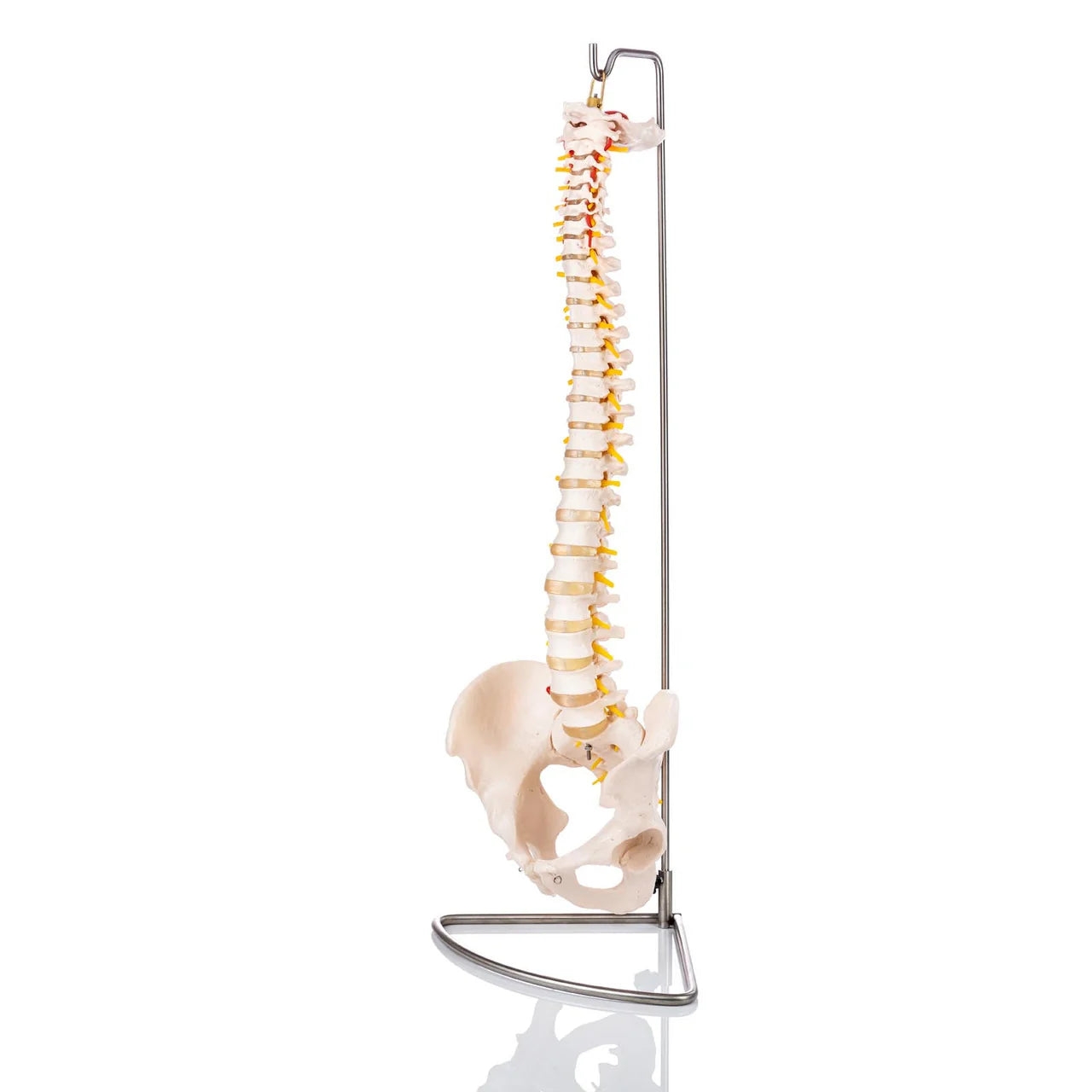 Budget Flexible Spine Model with Pelvis - 